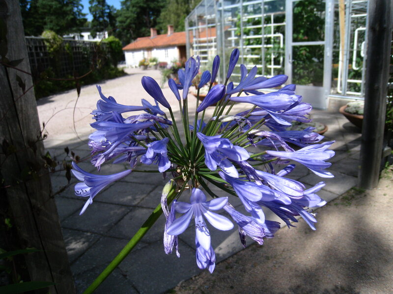Purple Agapanthus Flower — Serene, Afternoon