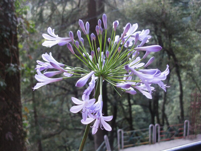 Purple Agapanthus Flower — Serene
