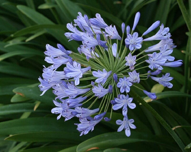 purple agapanthus flower