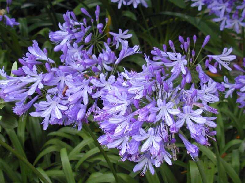 purple agapanthus flowers