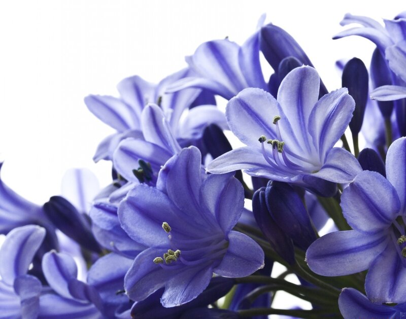 Purple Agapanthus Flowers — Blue