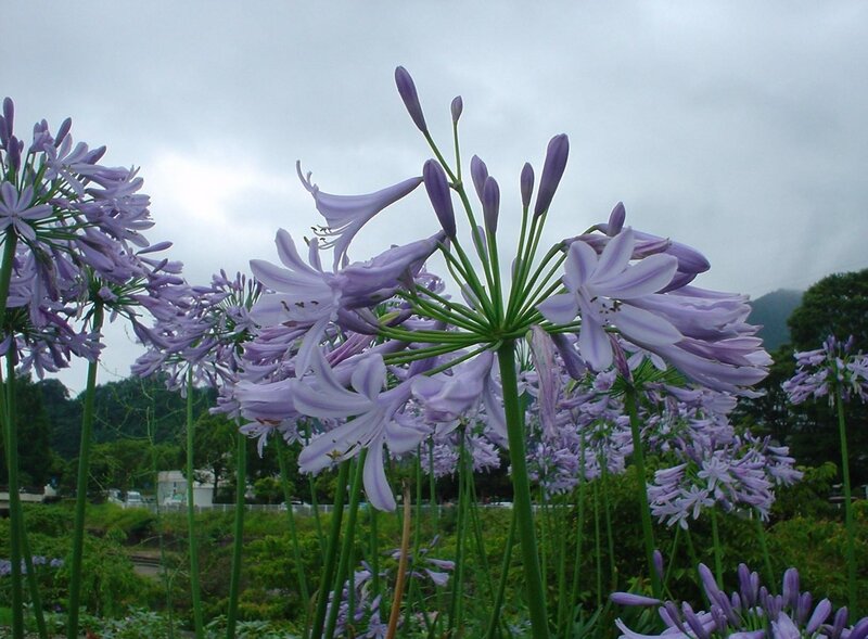 Purple Agapanthus Flowers — Calm, Afternoon, Photograph, Green Stems