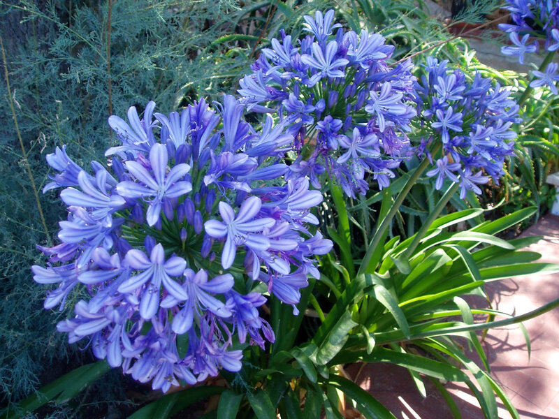 Purple Agapanthus Flowers — Calm, Afternoon, Photograph