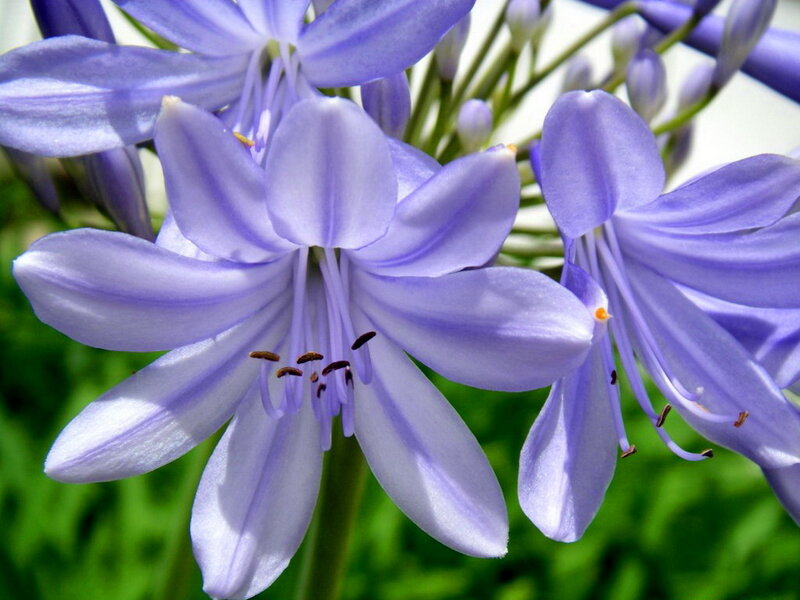 Purple Agapanthus Flowers — Calm, Afternoon