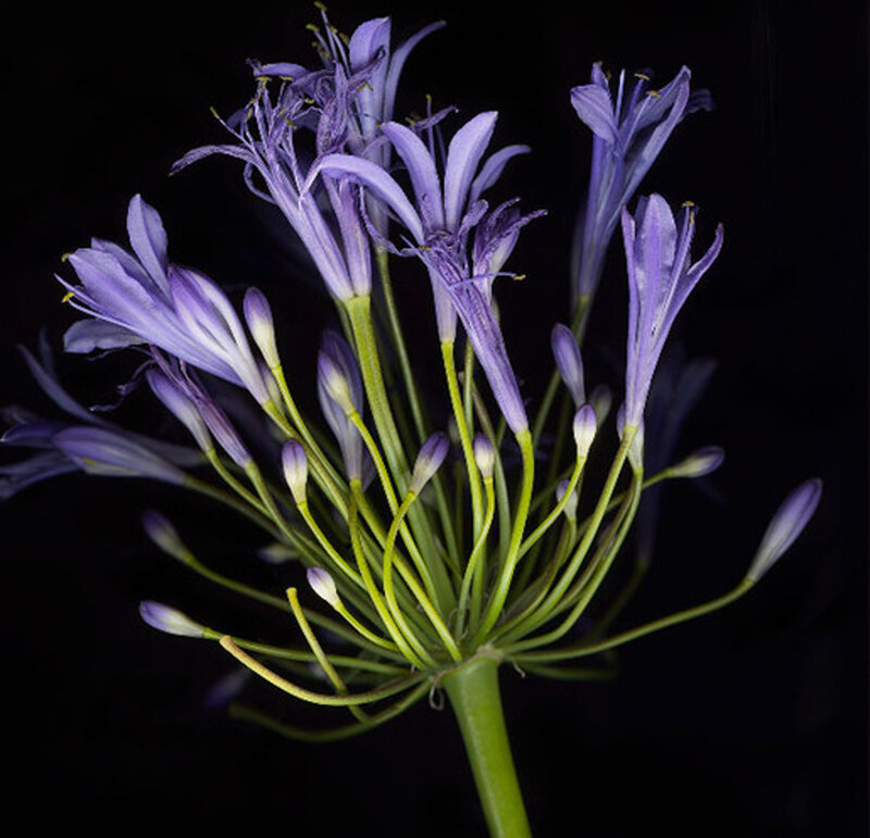Purple Agapanthus Flowers — Dramatic