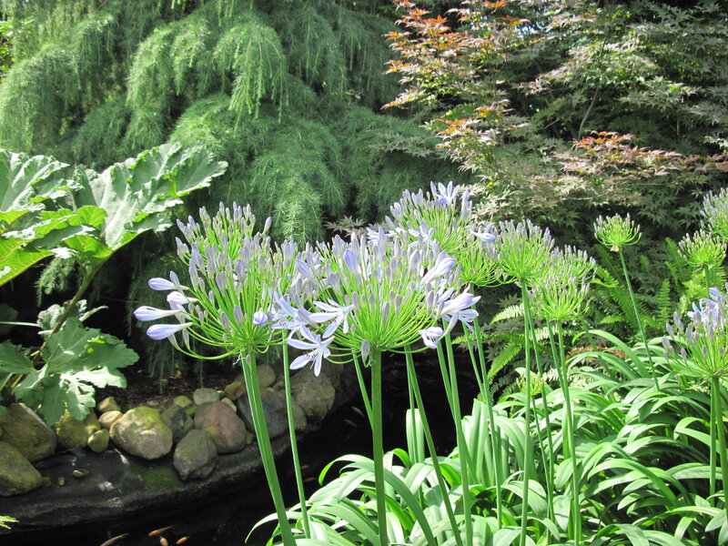 Purple Agapanthus Flowers — Green