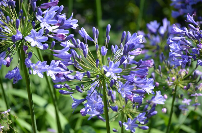Purple Agapanthus Flowers — Serene, Afternoon