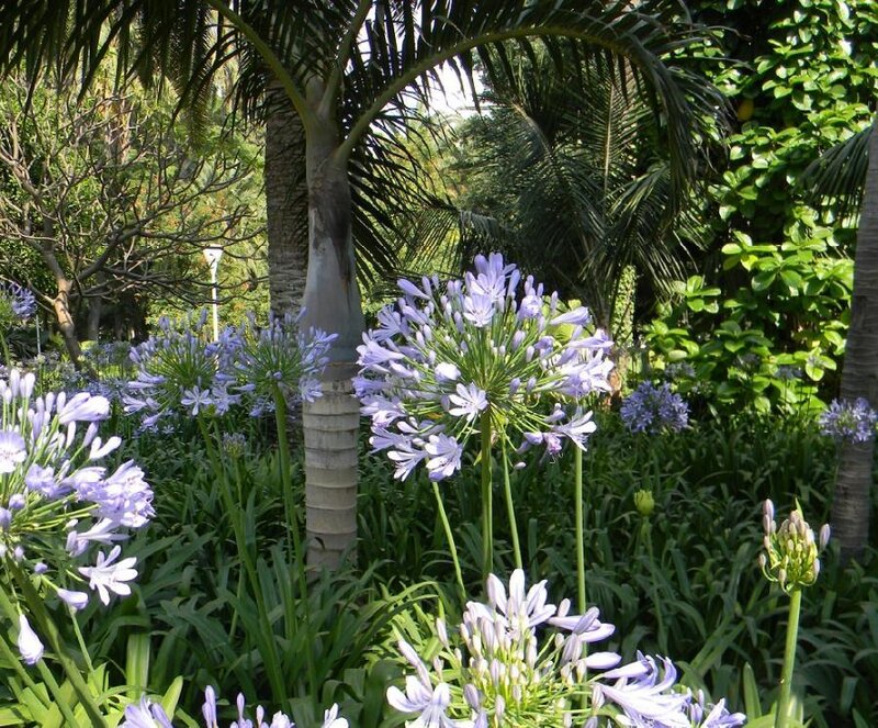 Purple Agapanthus Flowers — Serene