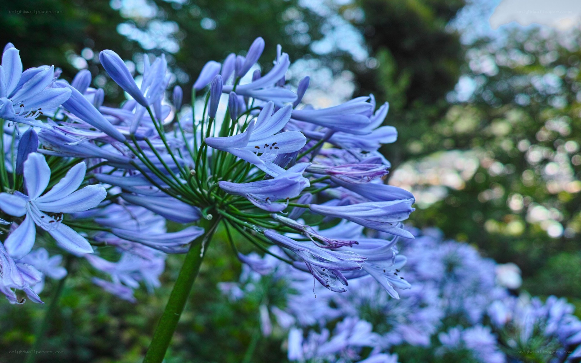 purple agapanthus flowers