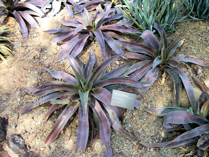 Purple Agave Plants