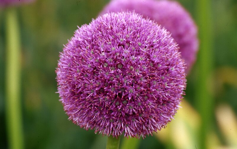 Purple Allium Flower — Calm, Afternoon, Photograph, Green Stems