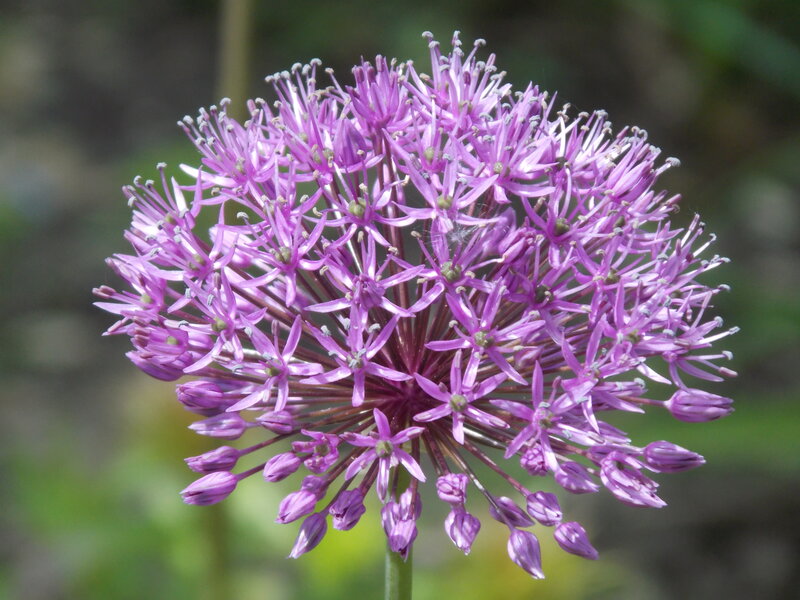 Purple Allium Flower — Calm, Afternoon