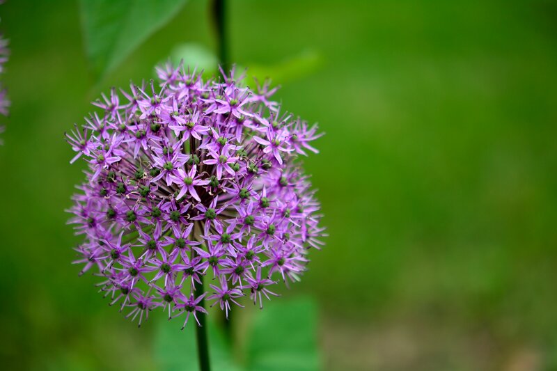 Purple Allium Flower — Calm, Photograph