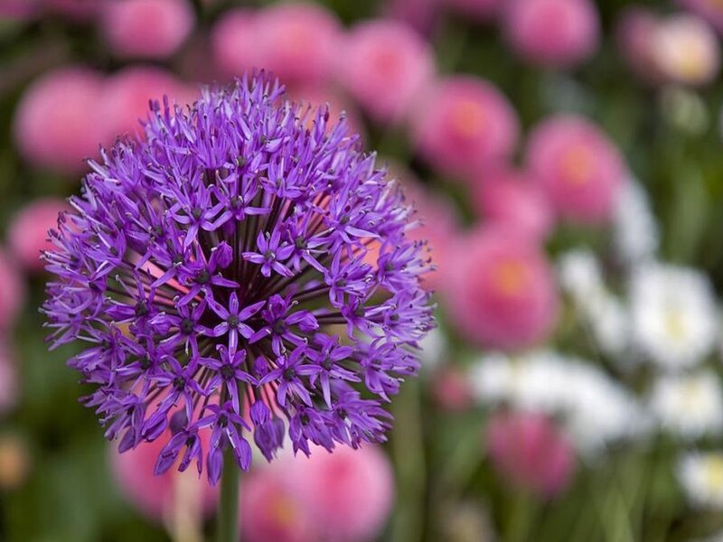 Purple Allium Flower — Calm, Spring, Photograph, Pink Flowers