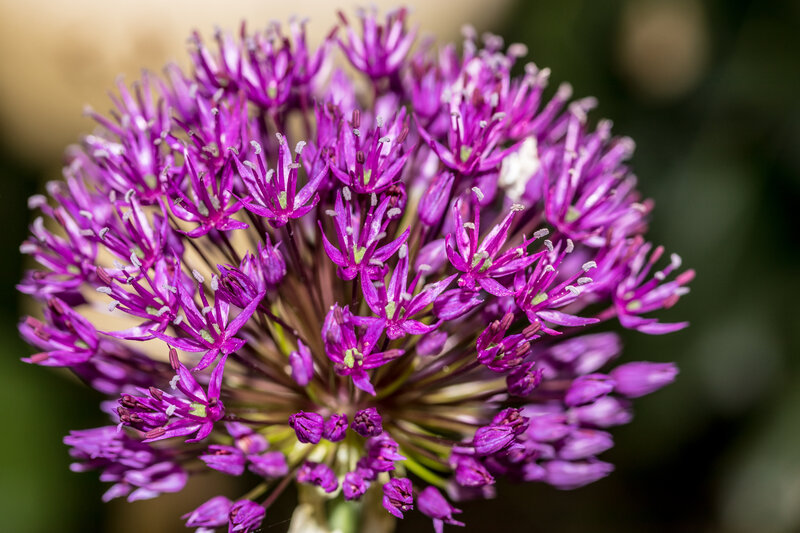 Purple Allium Flower — Calm, Spring, Photograph