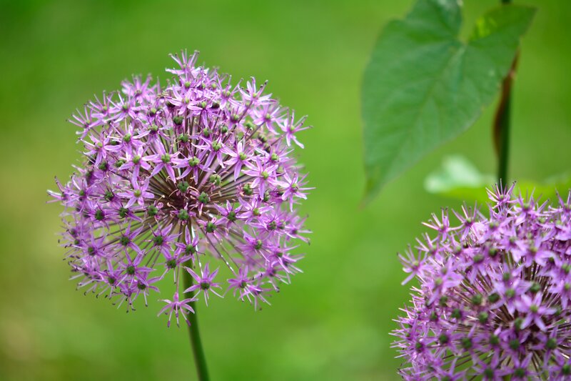 Purple Allium Flower — Calm, Spring