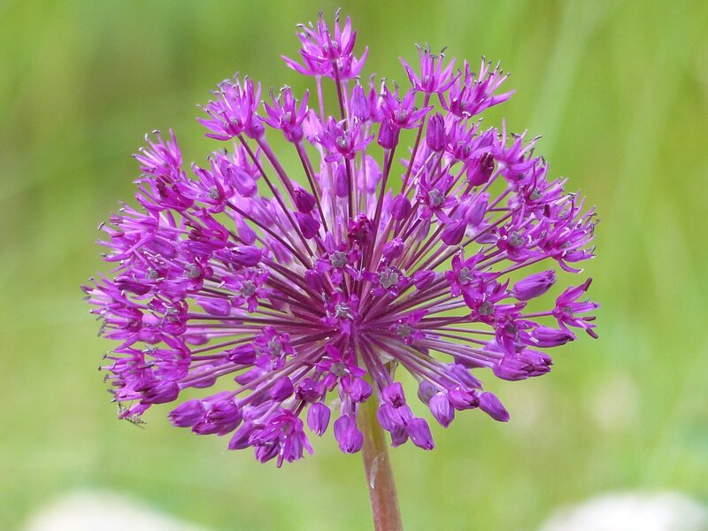 Purple Allium Flower — Calm, Summer, Photograph, Stem