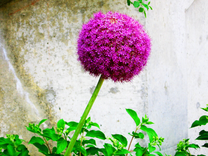 Purple Allium Flower — Calm, Summer, Photograph