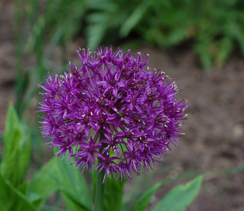 Purple Allium Flower — Calm, Summer