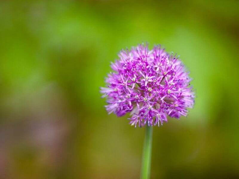 Purple Allium Flower — Calm