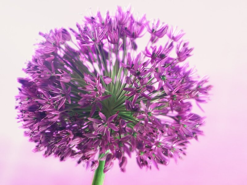 purple allium flower close-up