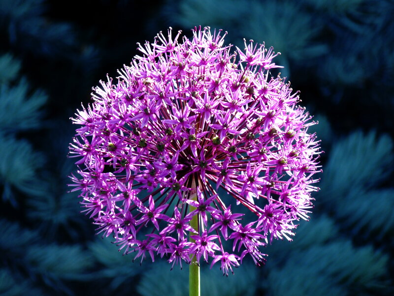 Purple Allium Flower — Dramatic