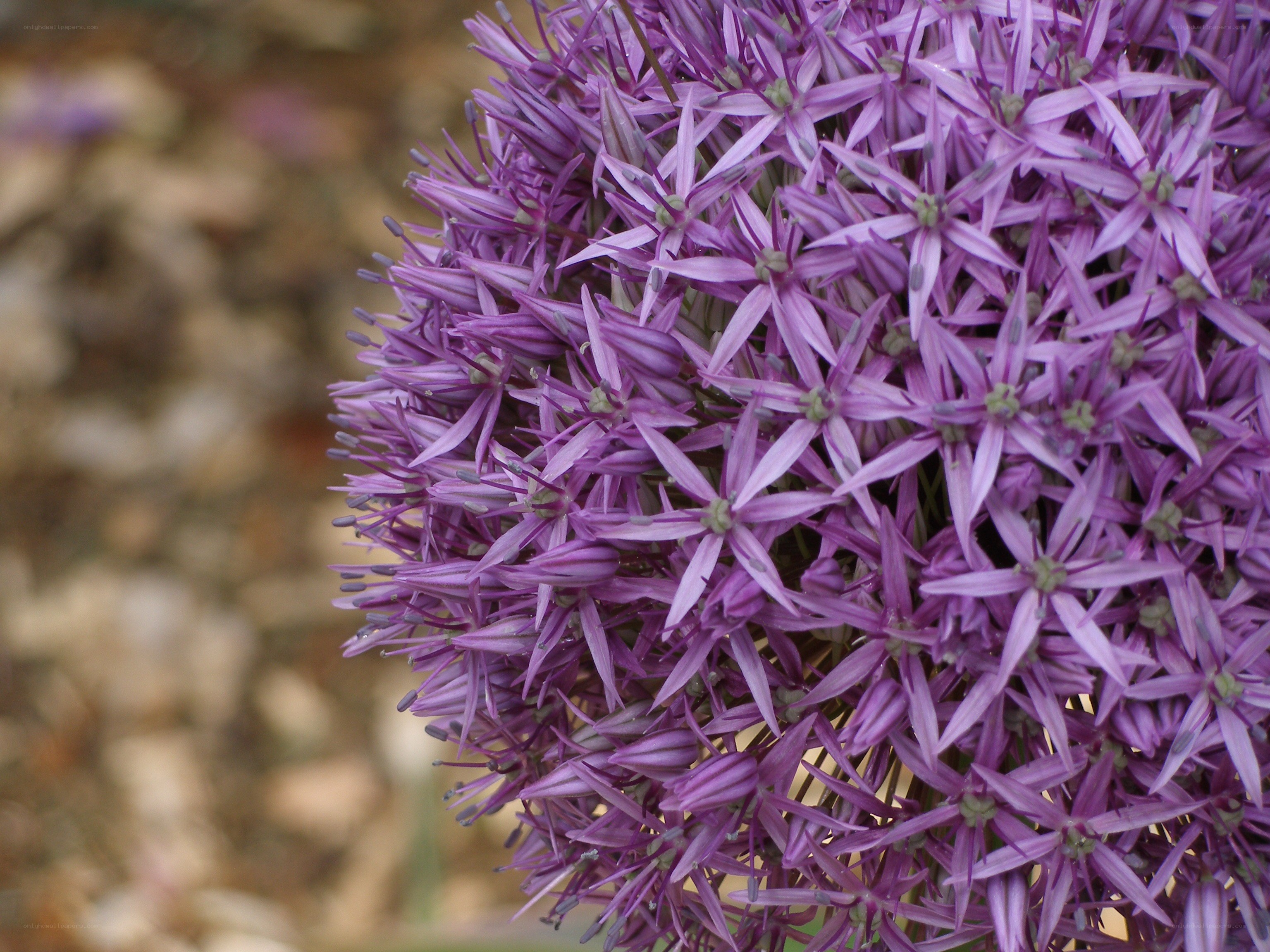 purple allium flower head