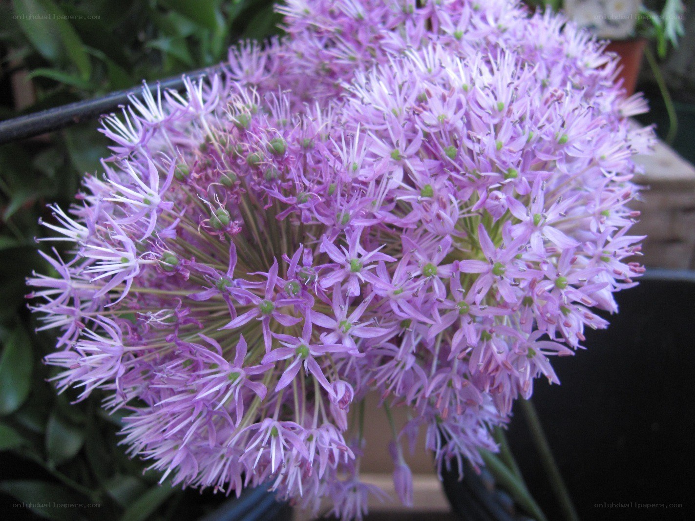 purple allium flower head