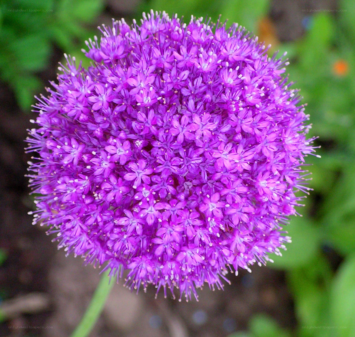 purple allium flower head