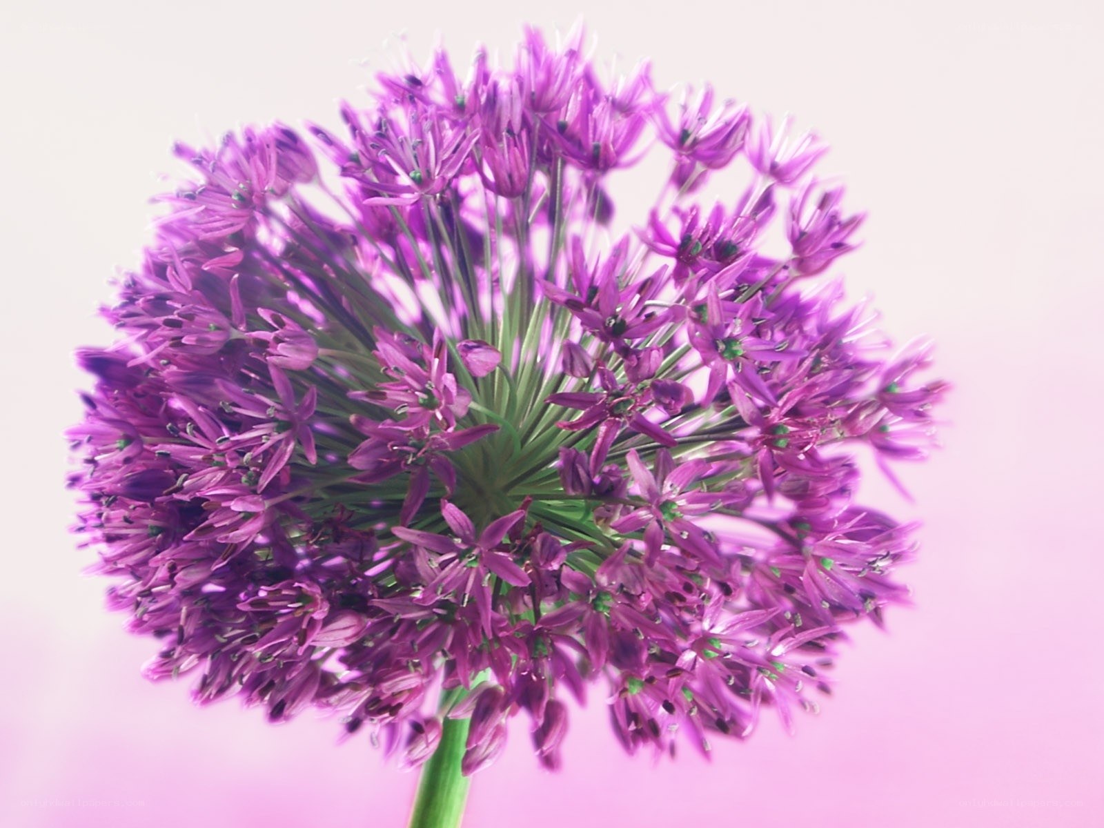 Purple allium flower head