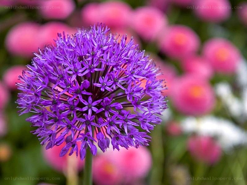 purple allium flower in bloom