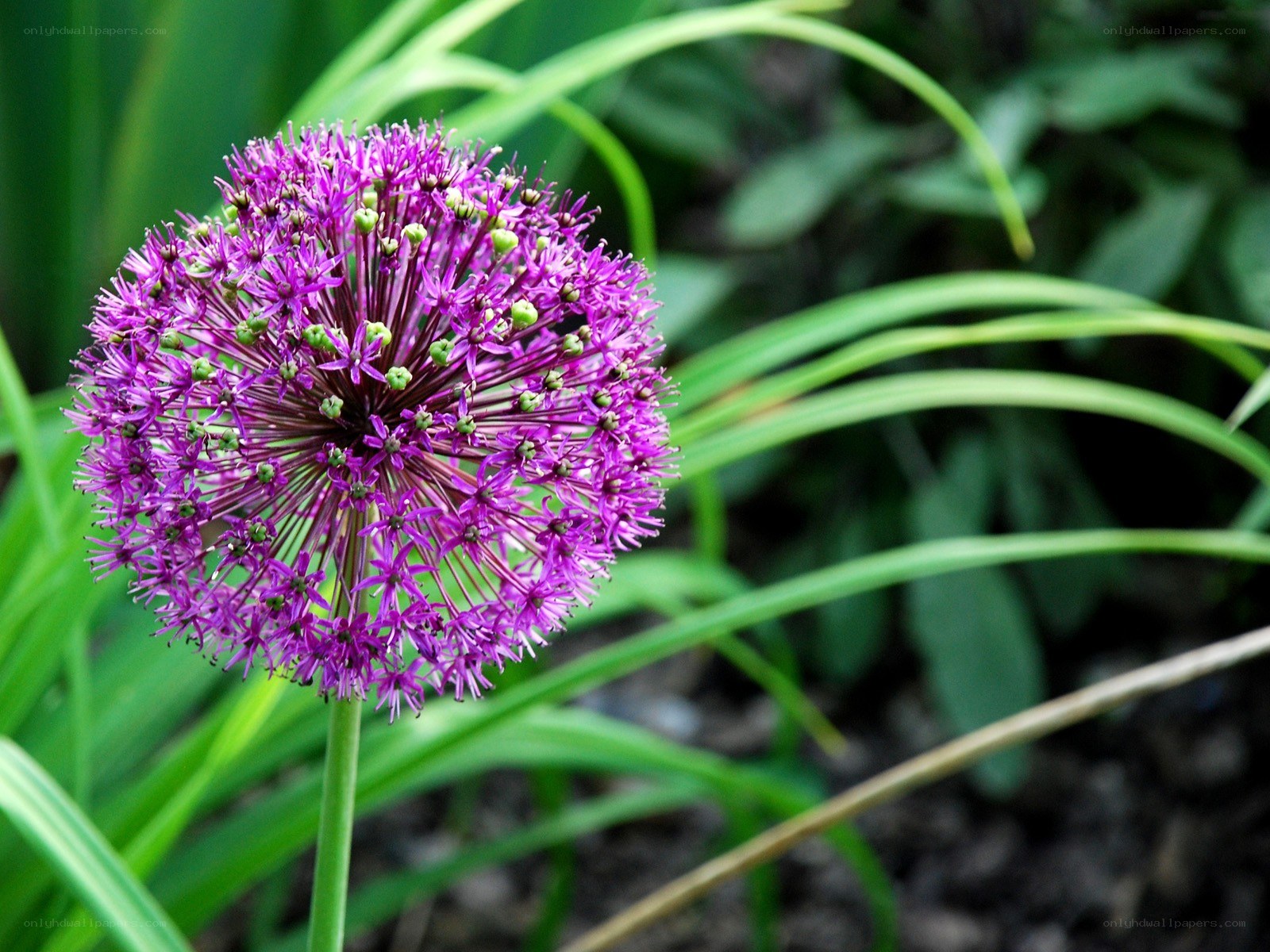 Purple allium flower in garden