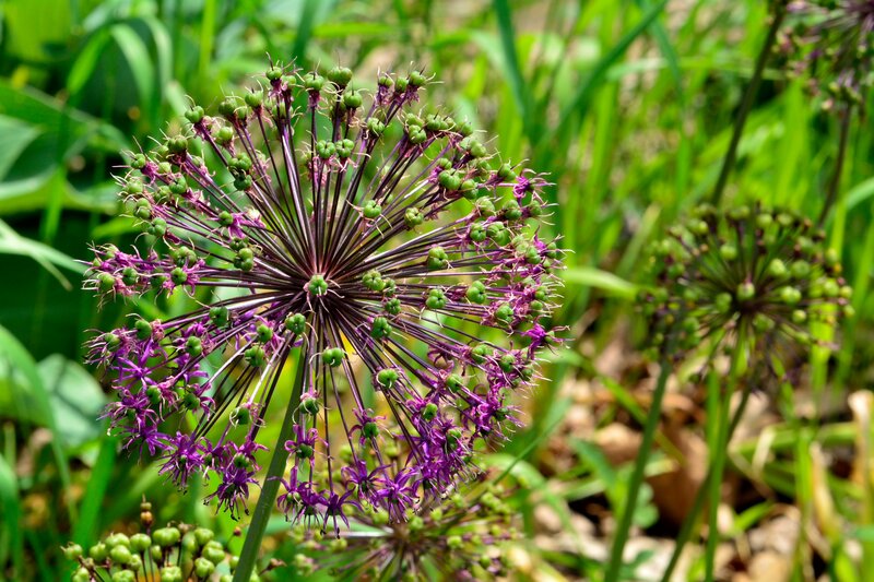 Purple Allium Flower — Natural