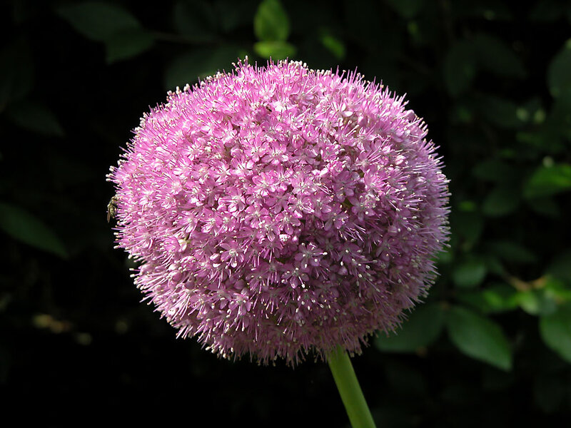 Purple Allium Flower — Pink