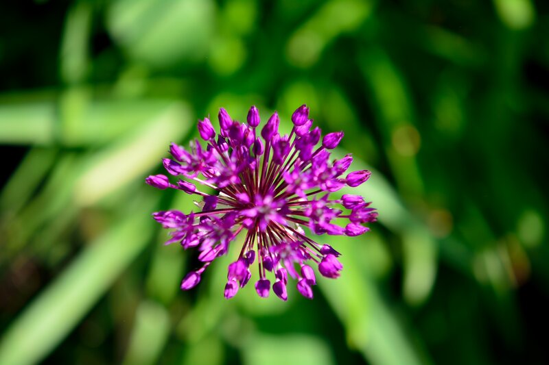Purple Allium Flower — Serene, Afternoon