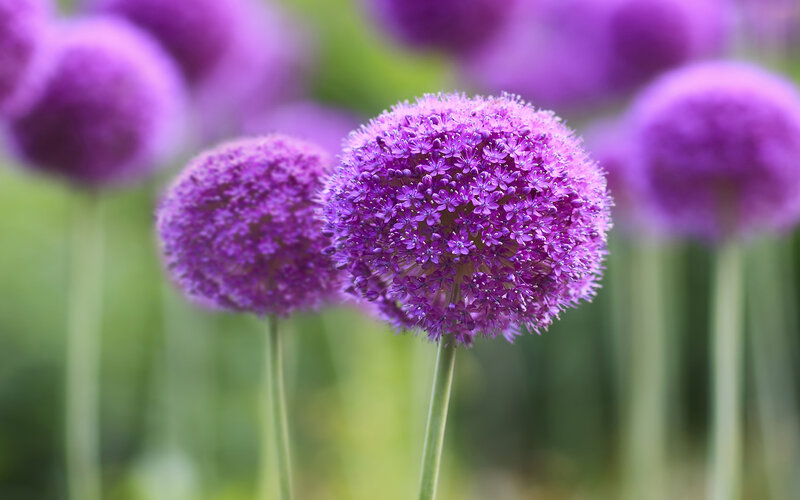 Purple Allium Flower — Serene, Spring, Photograph