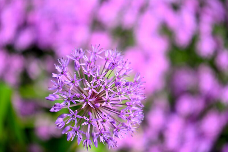 Purple Allium Flower — Serene, Spring