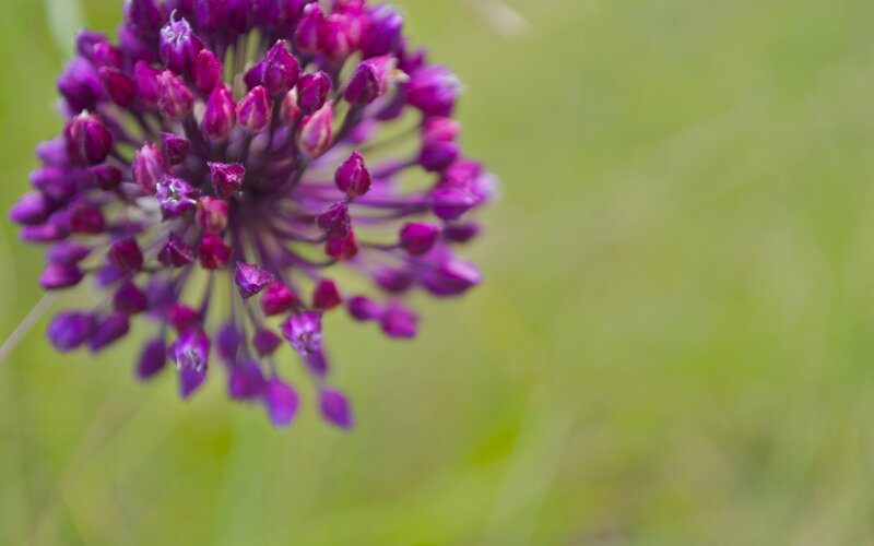 Purple Allium Flower — Serene