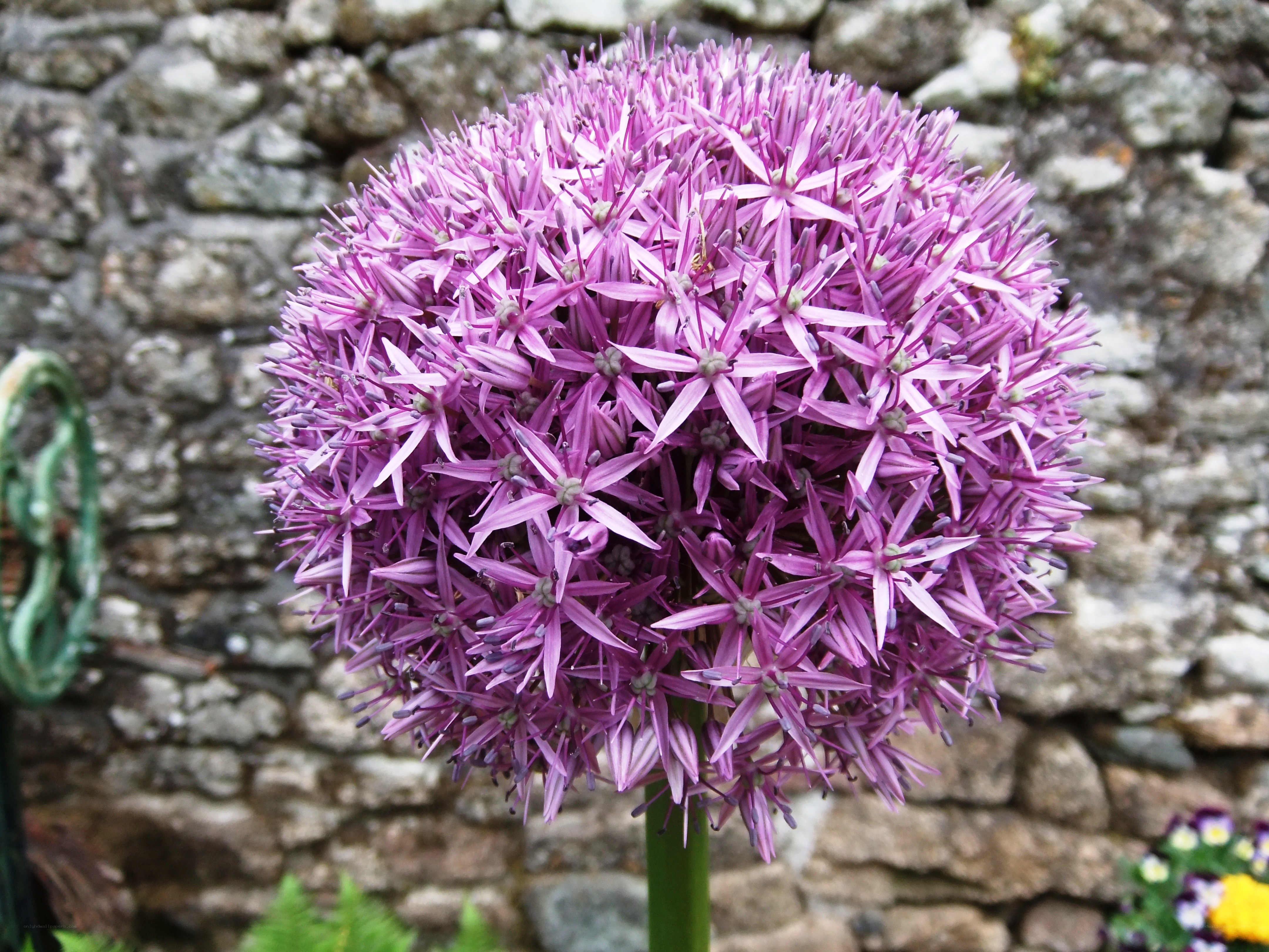 purple allium flower