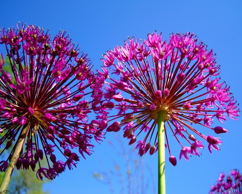 Purple allium flowers against blue sky