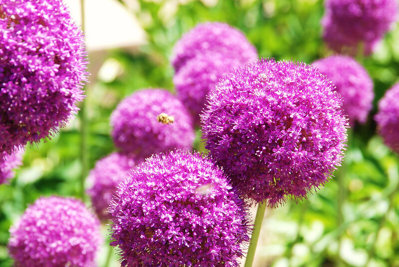 Purple Allium Flowers — Calm, Afternoon