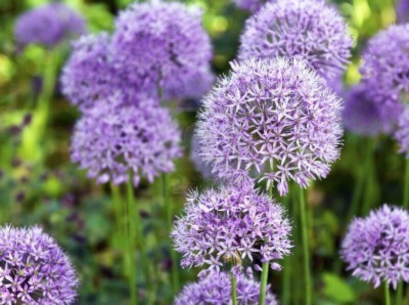 Purple Allium Flowers — Calm, Spring, Photograph