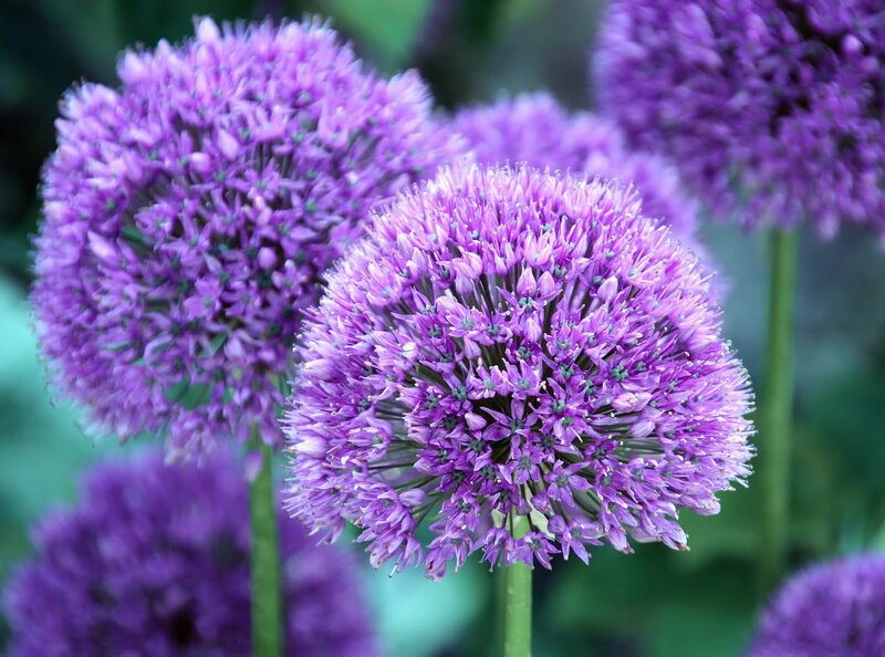 Purple Allium Flowers — Calm, Spring