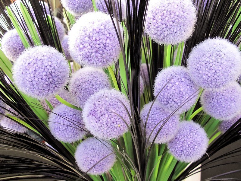 Purple Allium Flowers — Calm
