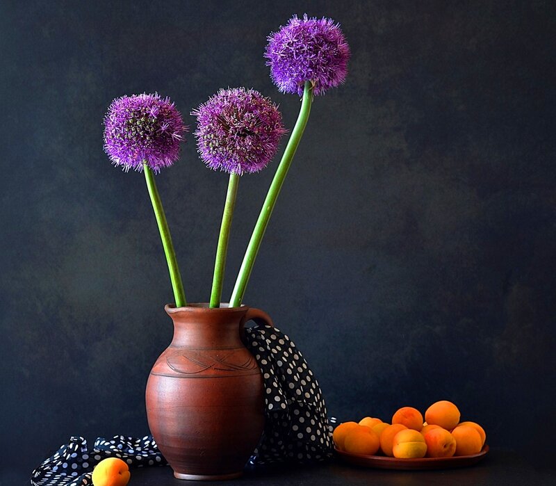 Purple Allium Flowers — Dramatic, Photograph