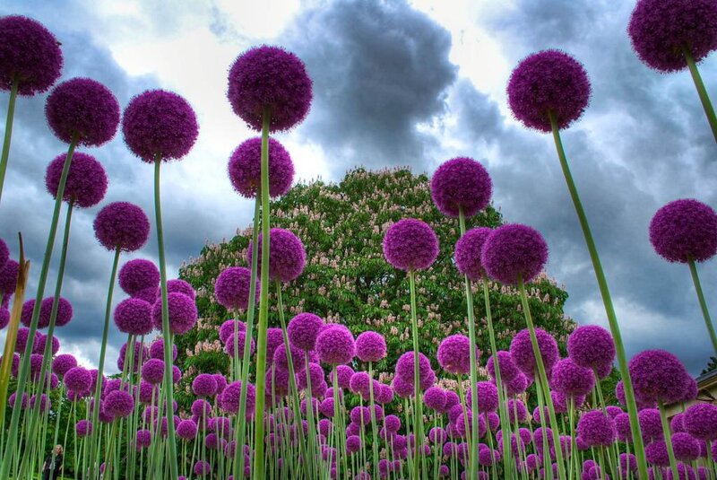 Purple Allium Flowers — Dramatic