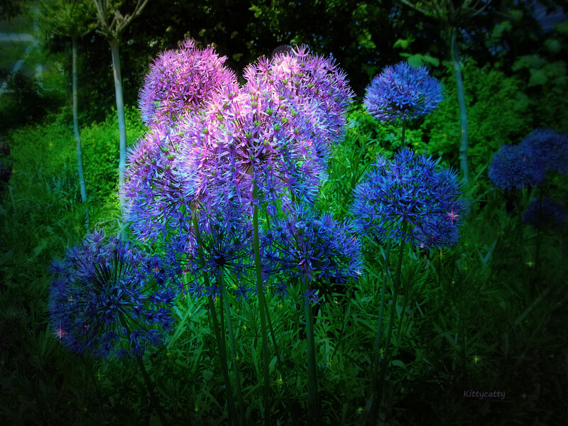 Purple Allium Flowers — Dreamy