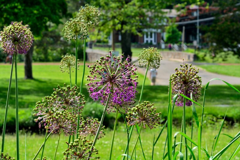 Purple Allium Flowers — Green, Serene, Afternoon