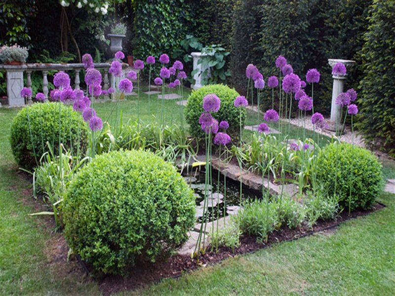 Purple Allium Flowers — Green, Serene
