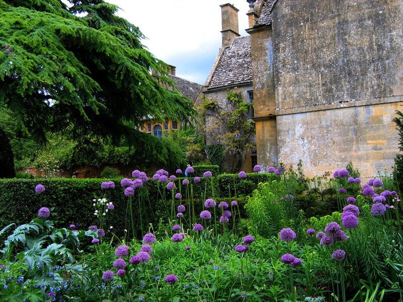 Purple Allium Flowers — Green